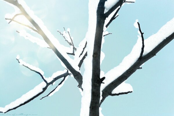 Snow-covered tree trunk against the sky