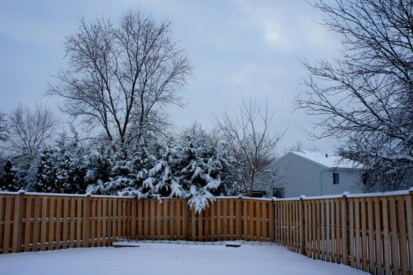 Trees in the snow , a fence in winter