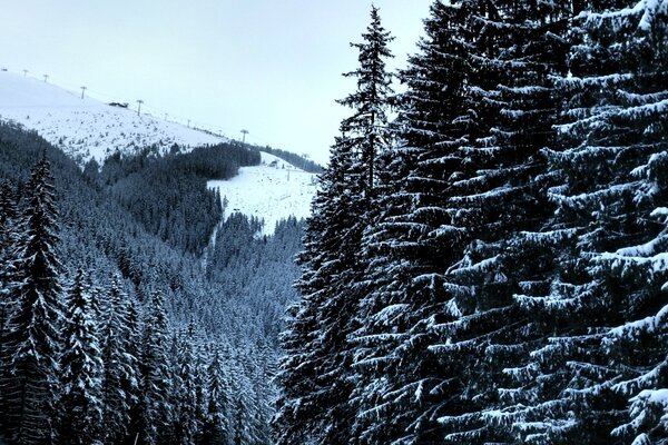 Bellissimi alberi invernali nella neve