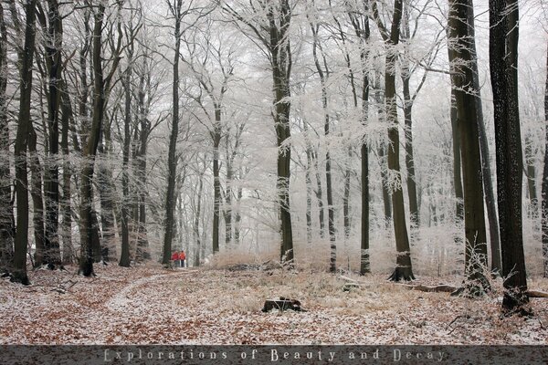 Winterpark. Die Allee der Stille