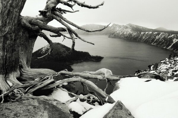 A tree near the lake in winter