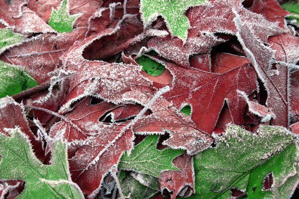 Der Winter ist gekommen. Die Natur macht ihr eigenes