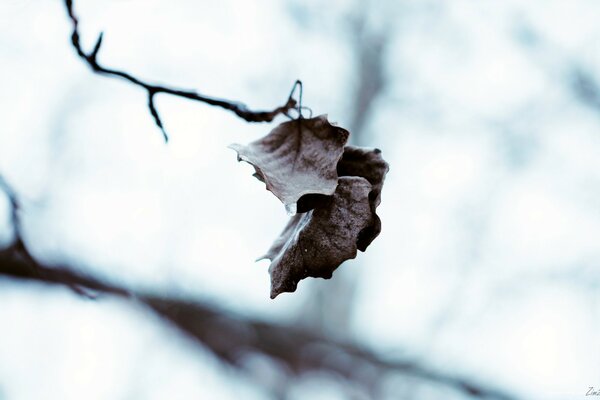 The last autumn leaves on the tree