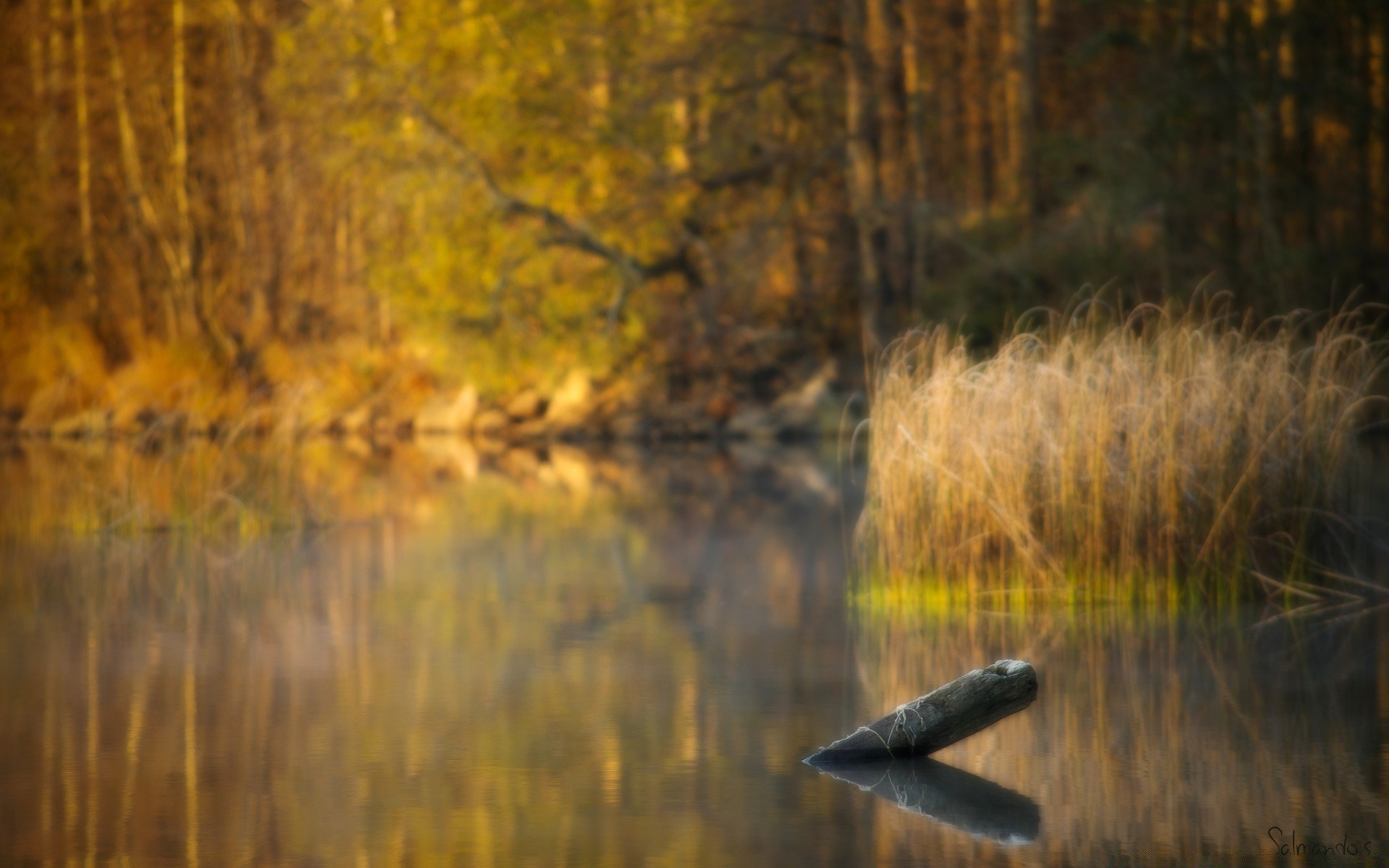 lago riflessione autunno albero acqua alba legno paesaggio fiume natura sera all aperto tramonto luce oro parco colore