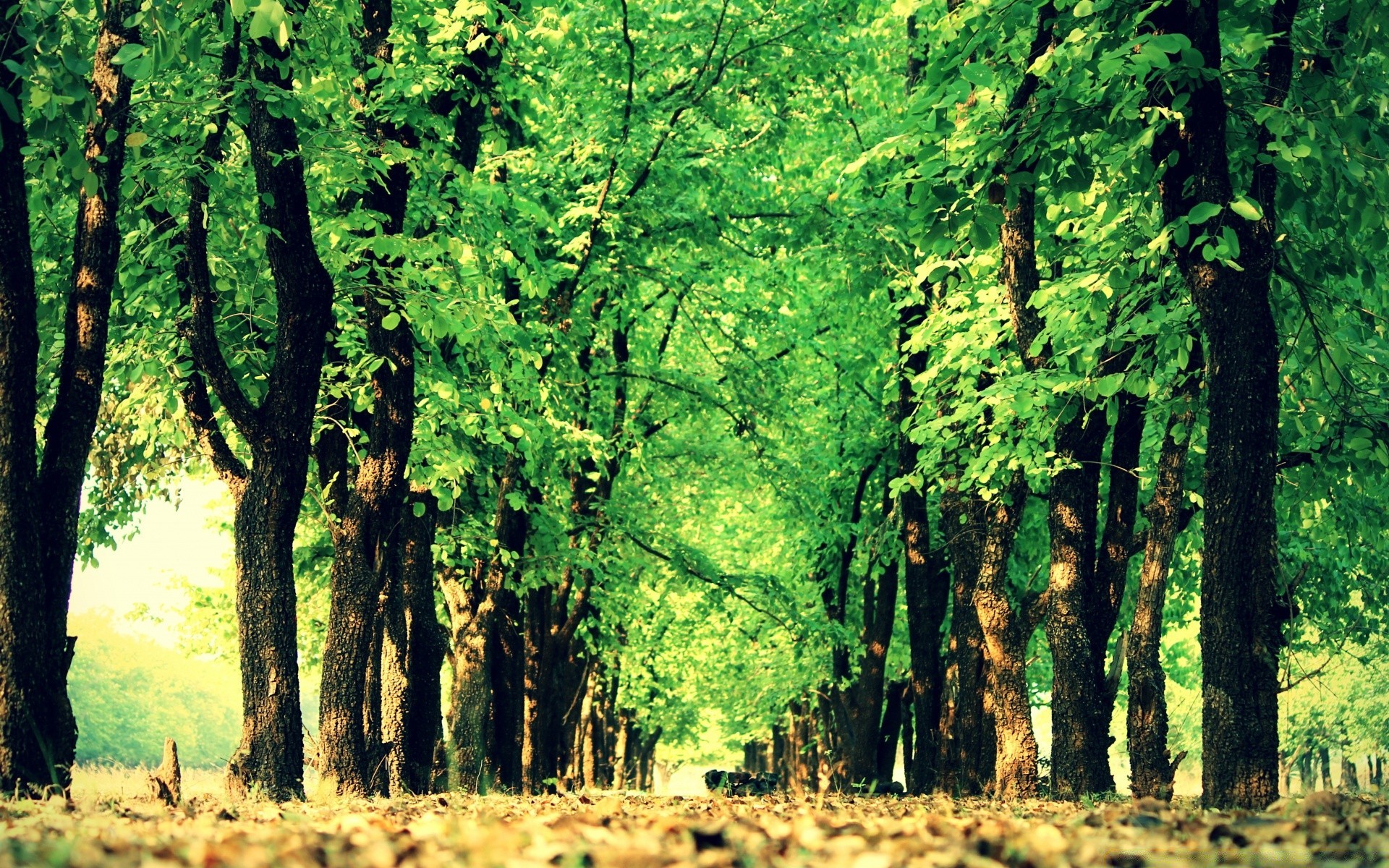 landschaft holz holz landschaft natur blatt umwelt park im freien jahreszeit gutes wetter flora zweig dämmerung kofferraum führer sonne landschaftlich wachstum fußweg landschaften