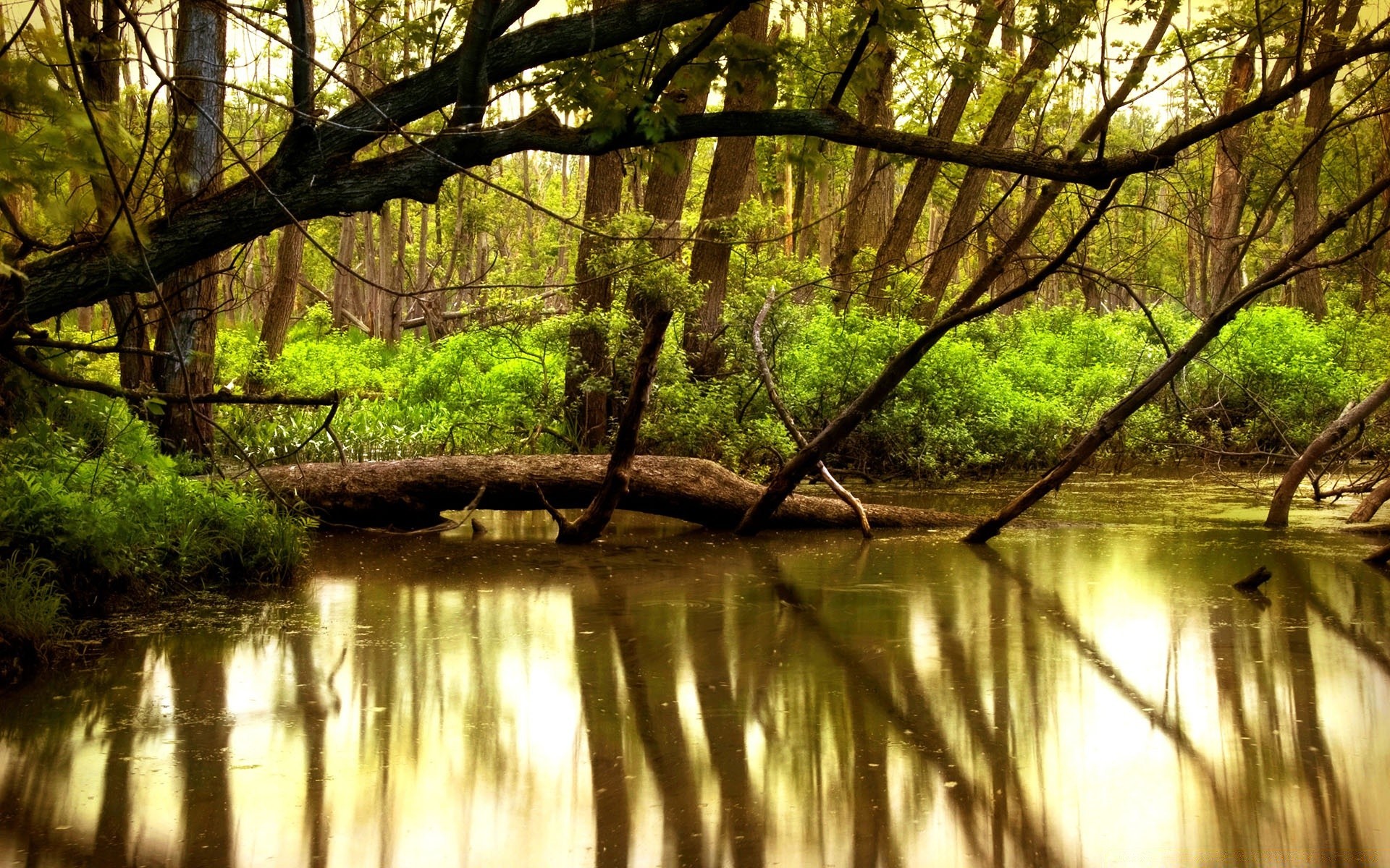 lagos madeira água natureza paisagem árvore folha rio reflexão parque bom tempo ao ar livre exuberante sol verão ambiente luz amanhecer outono cênica