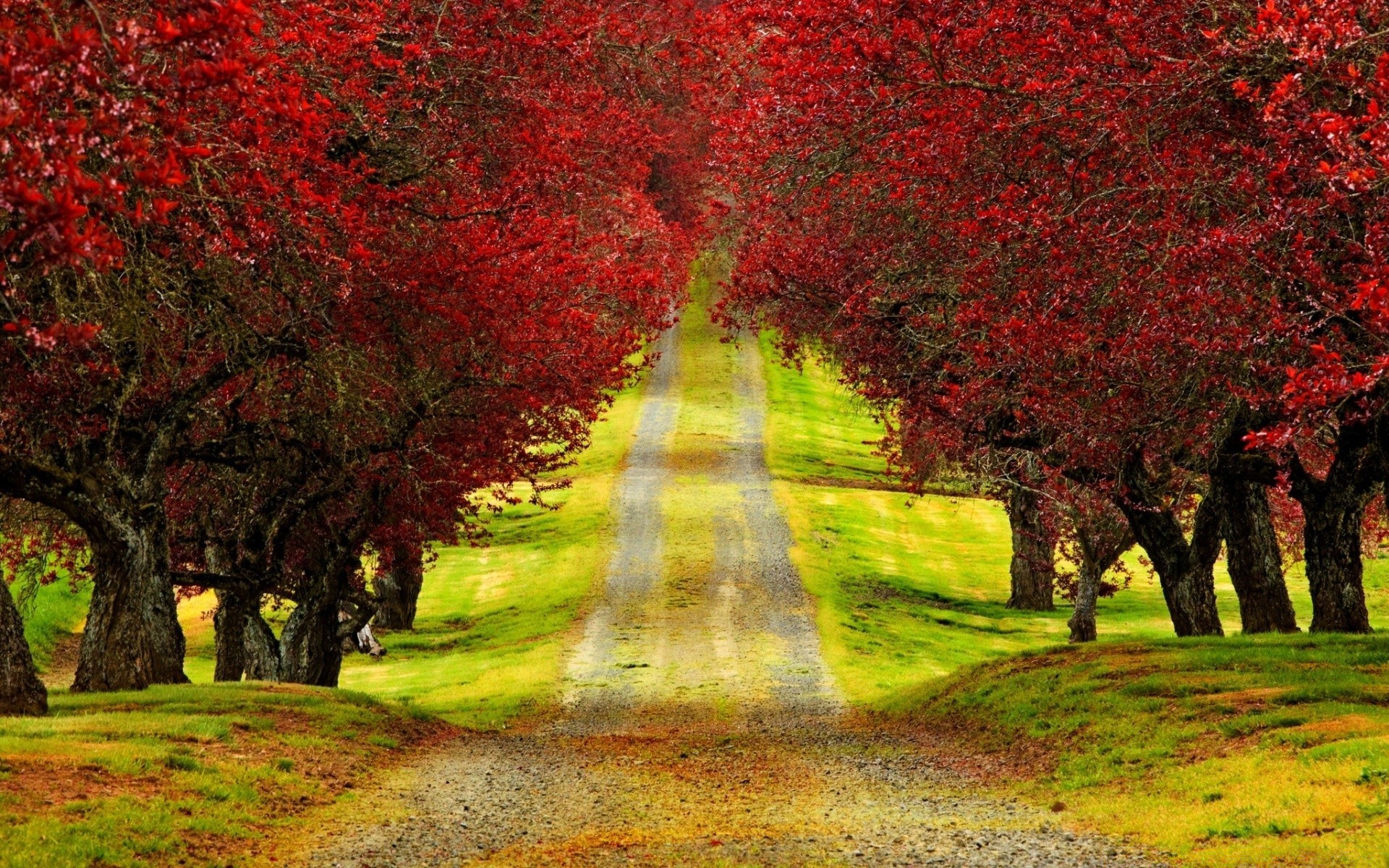 landscapes tree fall park landscape season leaf nature road garden flower guidance grass maple wood color outdoors branch rural alley