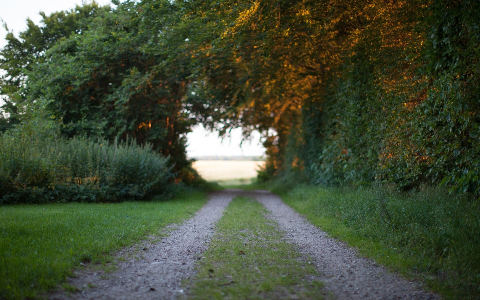 paysage route paysage arbre manuel feuille nature automne parc herbe à l extérieur bois environnement campagne rural