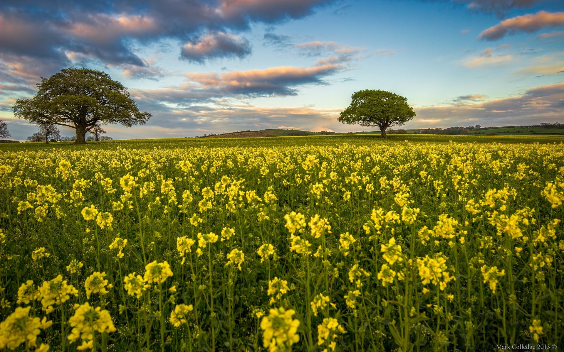 landscapes field agriculture landscape rural flower farm hayfield nature outdoors crop flora sky countryside fair weather sun horizon environment summer country