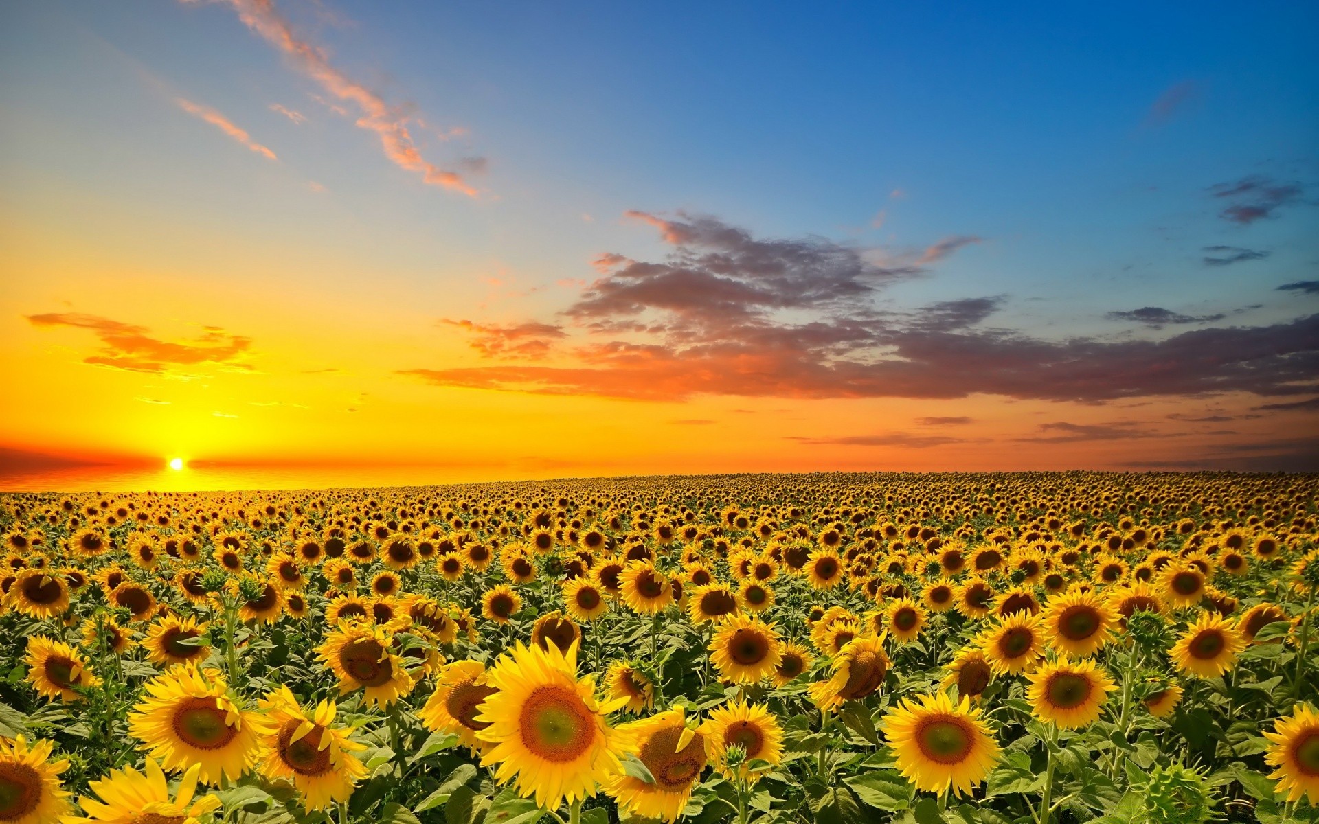 landschaft sonne natur sonnenblume sommer hell feld himmel gutes wetter blume des ländlichen flora wachstum landwirtschaft sonnig schön hell desktop im freien landschaft