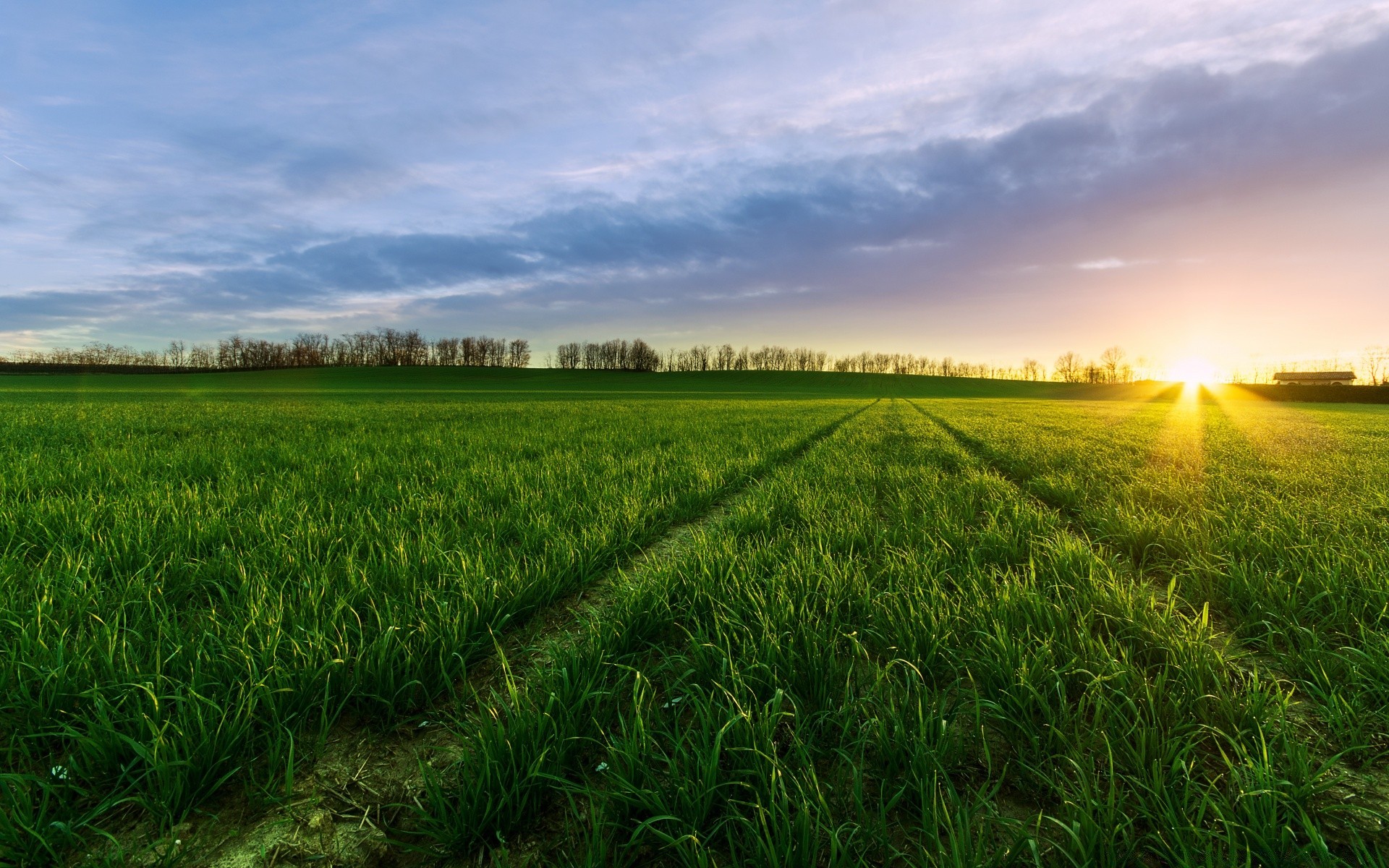 paesaggio campo erba rurale paesaggio agricoltura campagna pascolo natura sole terreno fattoria fiocchi estate grano cielo bel tempo crescita terreno agricolo fieno