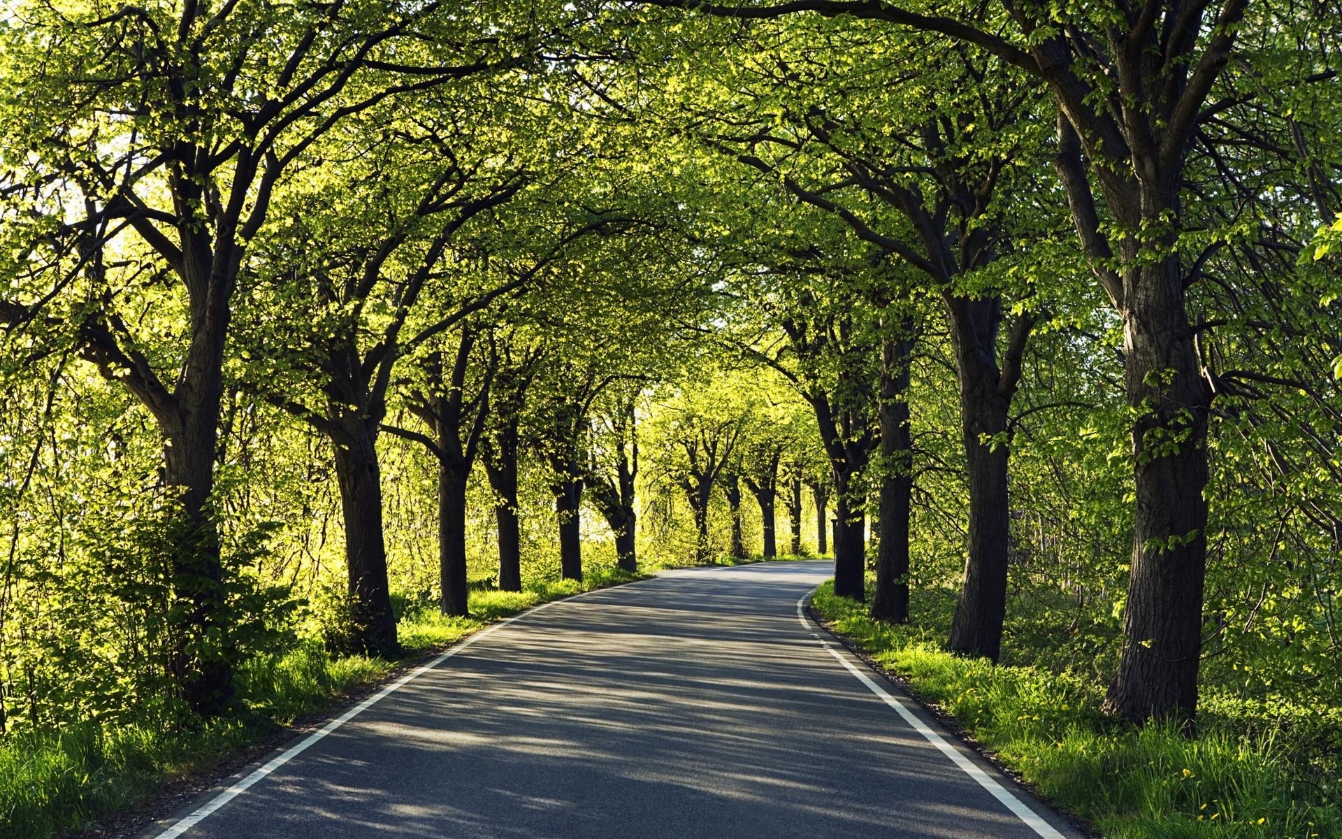 manzara yol rehberlik ağaç manzara ahşap yaprak park doğa çevre kırsal sokak kırsal doğal sonbahar avenue sokak çimen yemyeşil patika