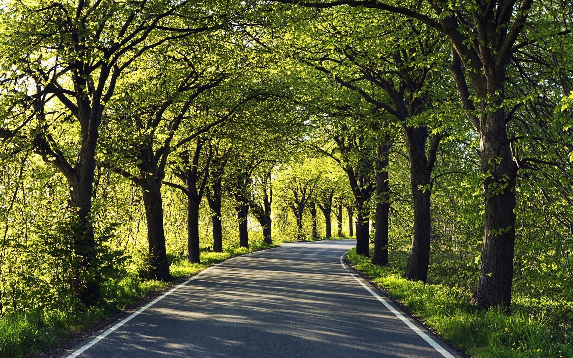 景观 道路 指南 树 景观 木材 叶 公园 自然 环境 乡村 车道 乡村 风景 秋天 大道 小巷 草 郁郁葱葱 路径