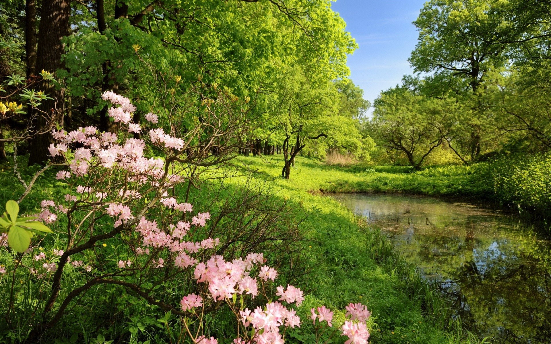 paysage arbre nature paysage fleur parc feuille flore été saison jardin environnement extérieur bois scénique paysage scène herbe branche spectacle