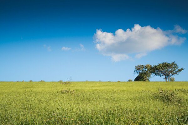 Arbres dans le champ sous le ciel bleu et un nuage