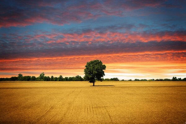 A lonely tree between dawn and sunset
