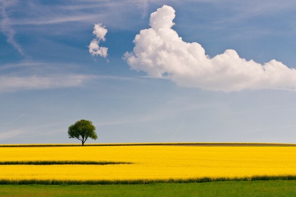 Paisagem de um campo de trigo contra um Céu Limpo