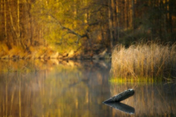 Une bûche sort du lac d automne