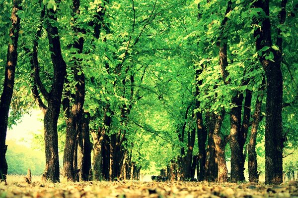 Beautiful forest trail with green trees