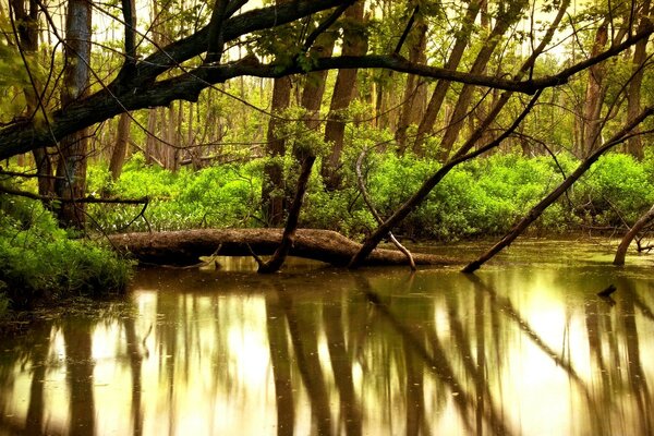 A river in the middle of a dense forest