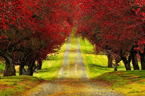 Autumn view of the road passing under the red trees
