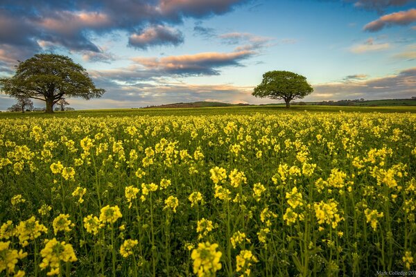 Paisaje campo con flores amarillas campo