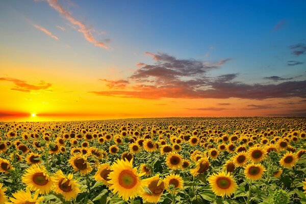 Belle photo: champ avec des tournesols