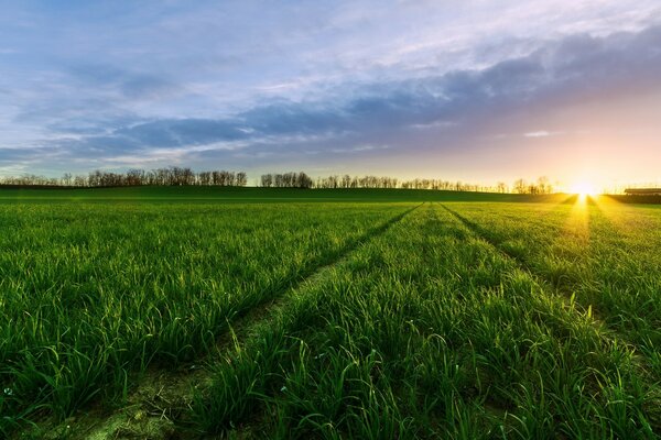 Green field on sunset background