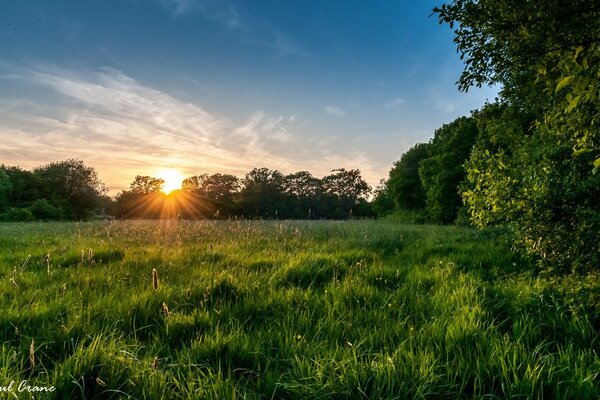 Beautiful wildlife sunset