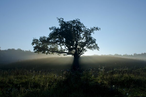 Blick auf den Baum in der Nähe des Bodens an einem nebligen Morgen