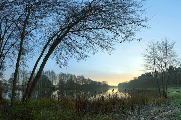 Paisaje de naturaleza forestal. Brumoso amanecer en los bosques