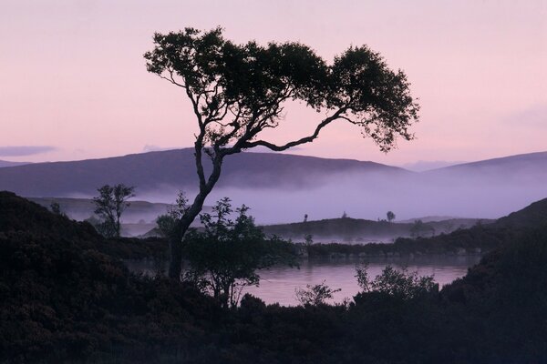 Un árbol en el fondo de un amanecer nebuloso malva