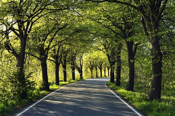 穿过森林的道路，夏季景观