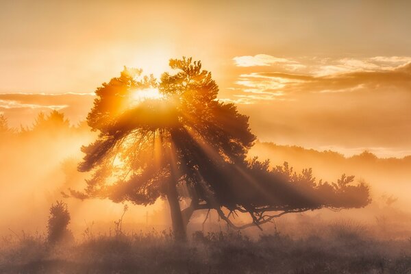 Amanecer en el bosque de niebla