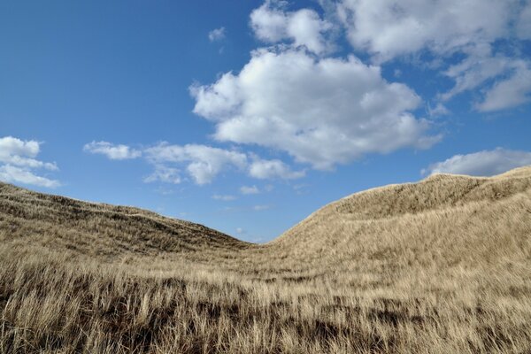 Campo de trigo en el cielo azul