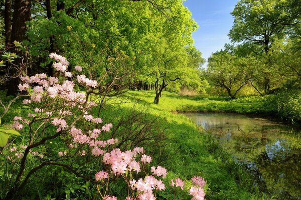 Water trees flowers greenery