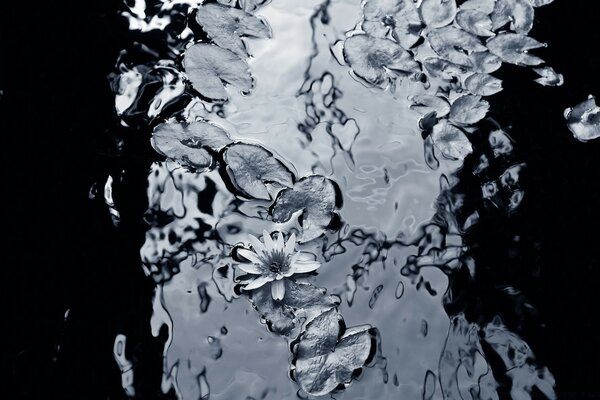 Monochromes Bild einer Lilie im Wasser