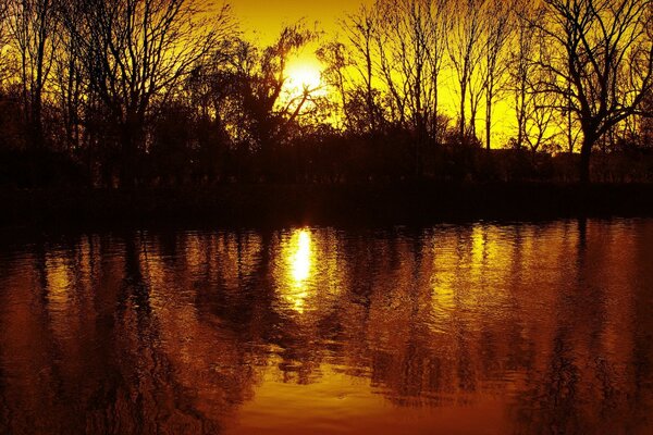 Reflet dans les vagues d arbres au coucher du soleil
