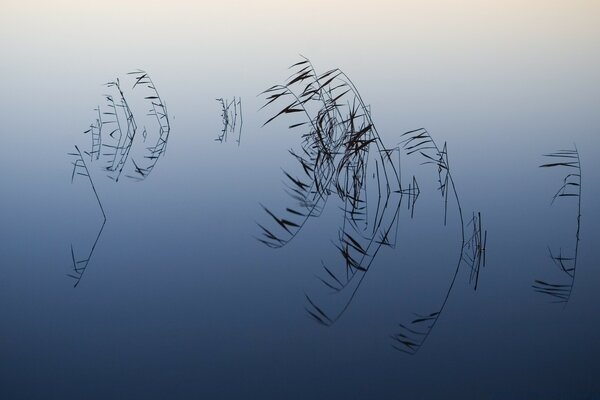 Thin flowing branches in Japanese style