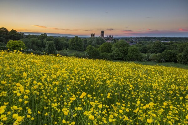 Feld der gelben Frühlingsblumen
