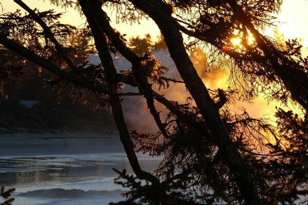 Arbres près d une rivière tranquille