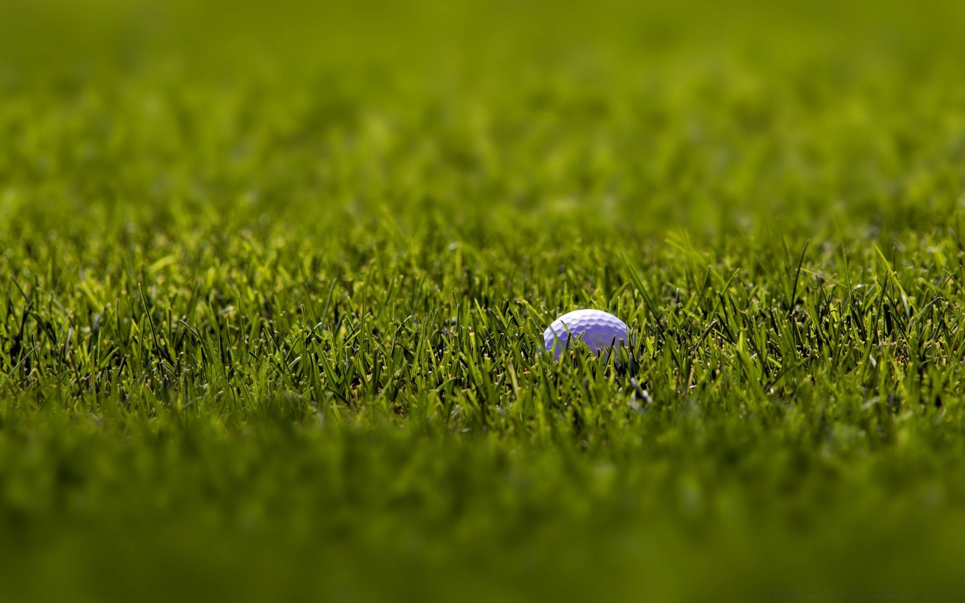 golf grass field hayfield lawn nature summer growth rural grassland sun landscape flora ground pasture soil fair weather outdoors dawn