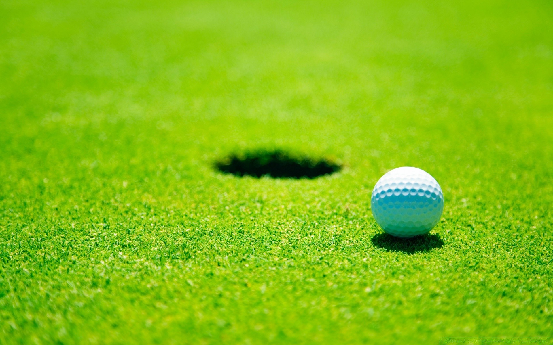 golf hierba pelota golfista putt curso tee césped club verano vacaciones naturaleza