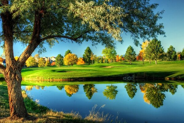 Belle nature. Arbre au bord du lac