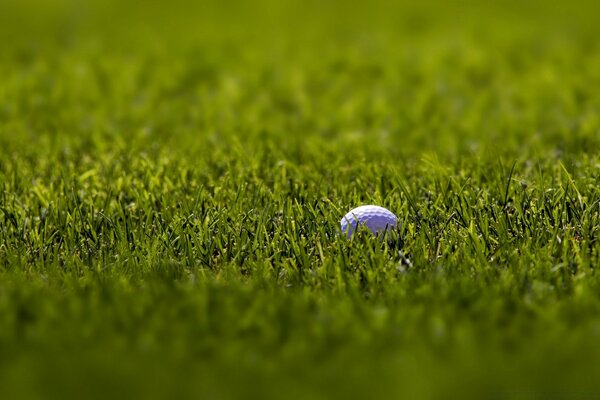 Pelota de golf en un campo de hierba verde