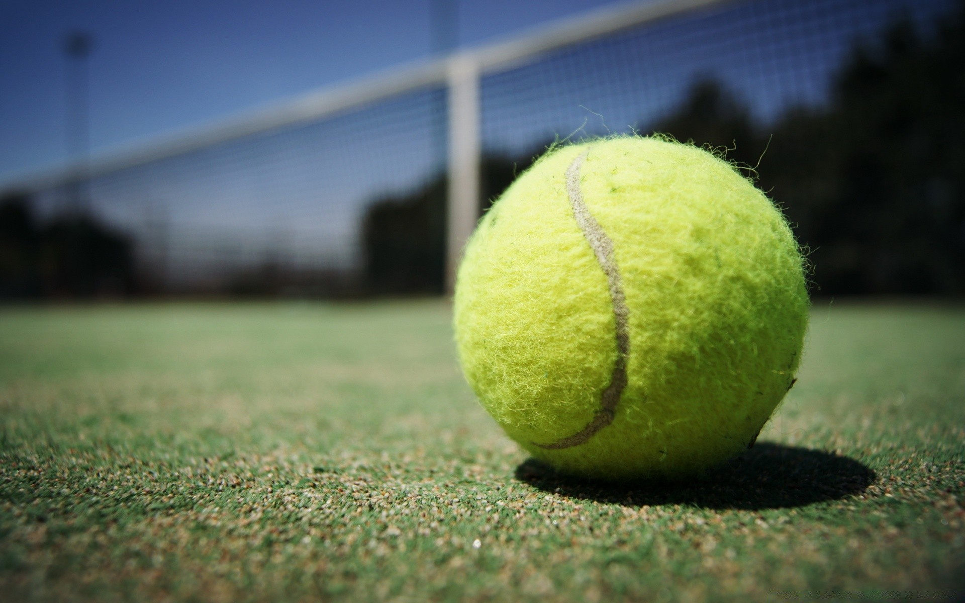 sport balle tennis sport compétition jeu loisirs équipement de sport jouer raquette cour loisirs tournoi balle de tennis terrain extérieur match