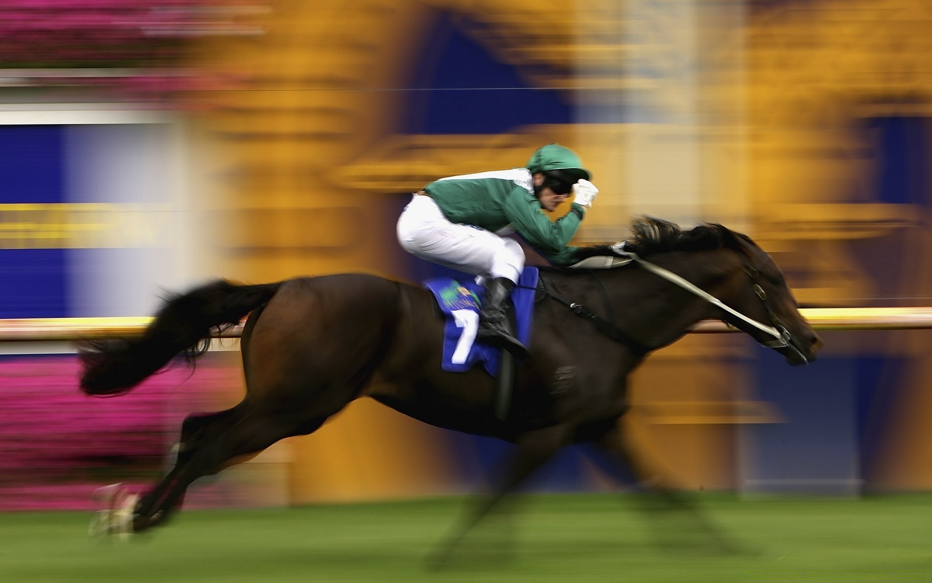 sport concurrence trafic course athlète dépêchez-vous adulte action rapide un stade cheval