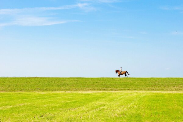 Jinete a caballo en el horizonte en el campo