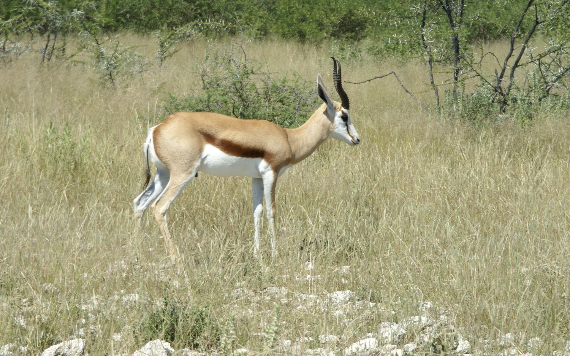 africa wildlife mammal antelope outdoors grass nature animal safari