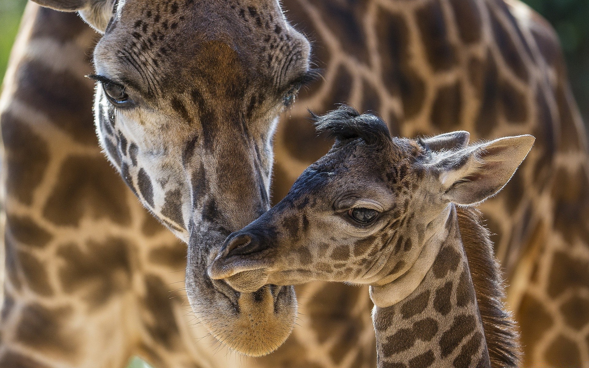 africa giraffe nature wildlife mammal animal zoo wild head neck portrait safari mouth park cute eye